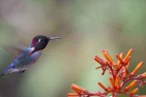 Яка птах найменша на землі? Яка птах найменша на землі?